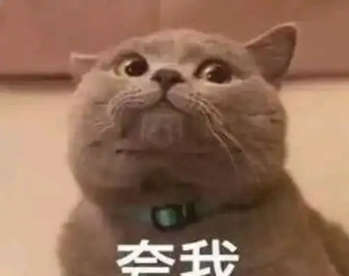  猫粮登最受欢迎进口商品榜首,一直吸猫一直爽的真香现场