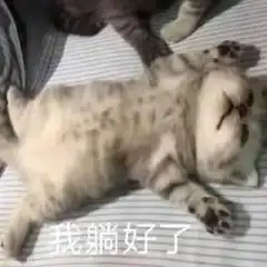  我躺好了表情包猫咪图片你在质疑我表情包下载乐游网游戏下载