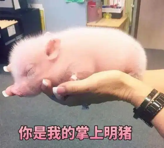 奶油猪kmall表情包灾难片