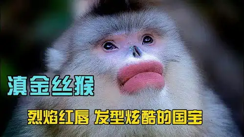  滇金丝猴烈焰红唇发型炫酷,峨眉山猴子该我出来挨骂了是吧