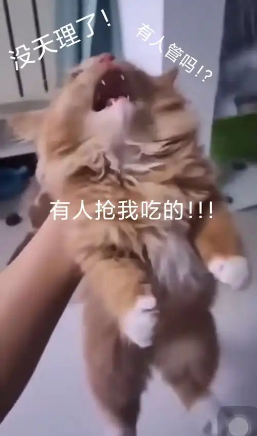  表情包沙雕表情包640期