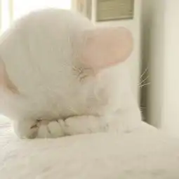 猫爪牵手表情包全套裸贷