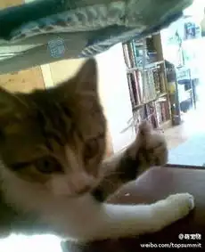  发现一只会竖大拇指的猫咪发现一只会竖大堆糖,美好生活研究所