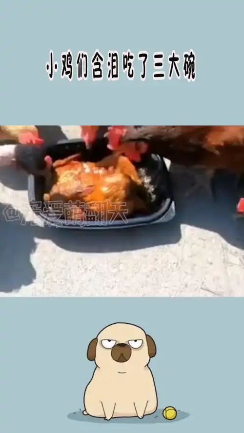  小鸡们含泪吃了三大碗