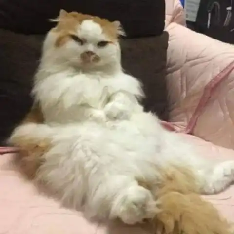  主人想关电脑去睡觉,却被猫咪的表情吓坏,这眼神一看就不敢惹