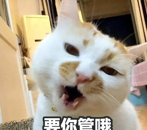  寿命短暂的猫会有的特征,希望你家猫,一个都不占