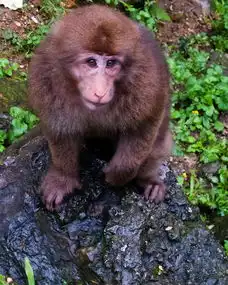  峨眉山的灵猴四川旅游终结版
