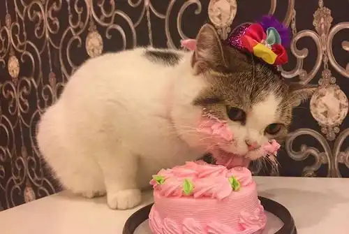  家里的这些东西,可能会要了猫咪的命