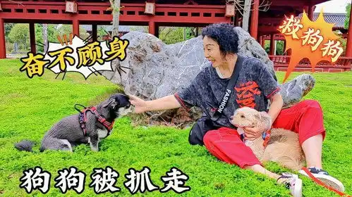  狗狗被抓走,巧克力奋不顾身救卷毛,勇敢狗狗不怕困难