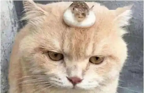  女子把河豚放橘猫头上,刚准备拿下来,仔细一看赶紧拍照发朋友圈