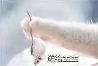 猫爪牵手表情包全套qq表