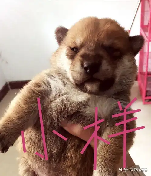  想要一个柴犬表情包