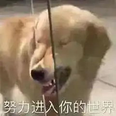  表情包,禁止做夜晚心碎小狗
