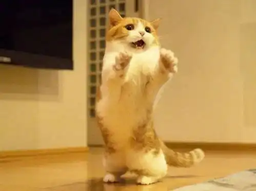  猫界的5个调皮鬼,谁养谁崩溃