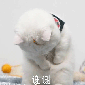  害,我们已经整整半年183天没发过演出预告了...