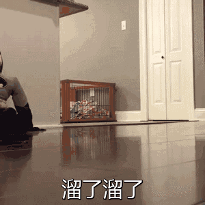  动态表情包丨个性猪猪聊天必备