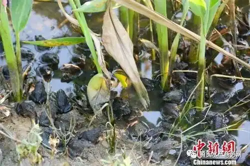  广州一农场青蛙泛滥成灾,粗略估计超20万只,农场主盼有人来认养