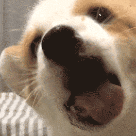 舔狗不得好死表情包gif