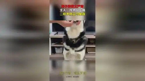  狗子表情太严肃,主人一件物品上嘴,二哈本质立马暴露