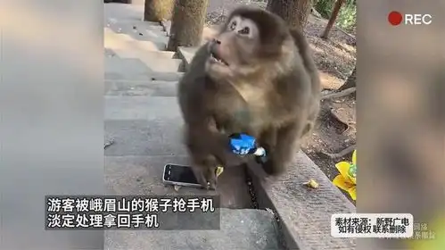  游客被峨眉山的猴子抢手机淡定处理拿回手机