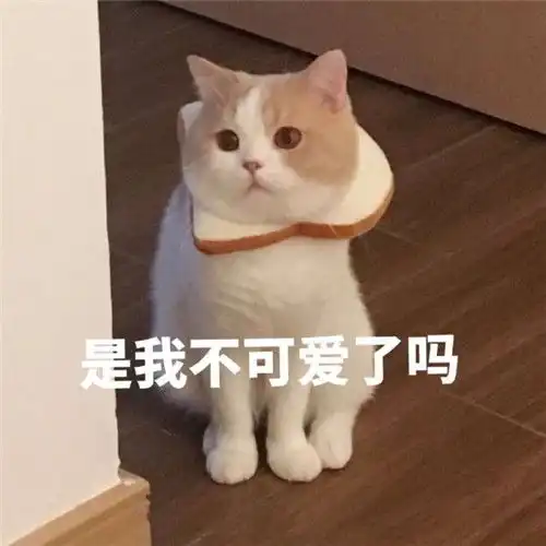 有图有字的图片表情包猫