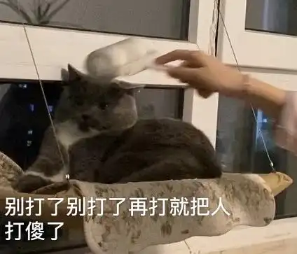 猫屎的表情包养猫