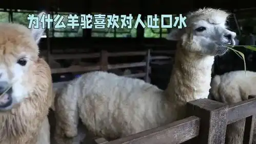  羊驼为什么喜欢对人吐口水,终于找到原因了