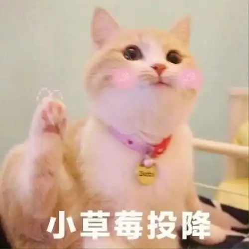  可爱表情包图片猫咪的日常,你开心就好