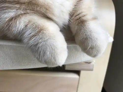  又发现一个表情包的主人