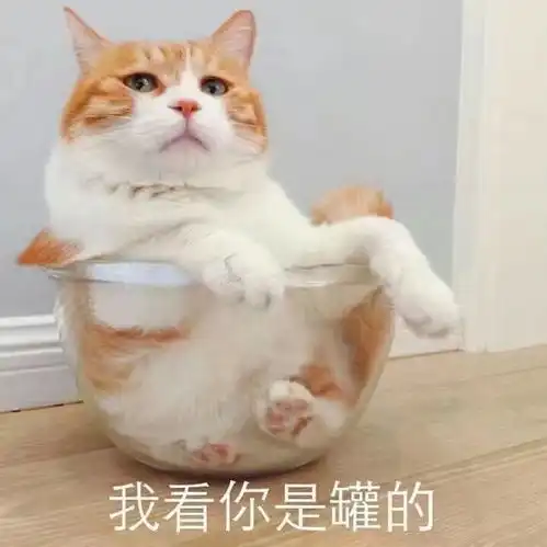  小猫咪表情包,简直可爱炸了百度贴吧超可爱猫咪表情包