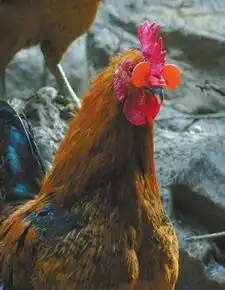 戴眼镜的鸡表情包