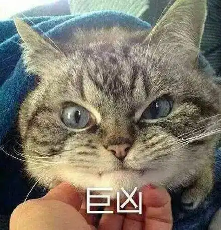  猫咪被主人强行洗澡吹干,喵是时候展示真正的螳螂拳了