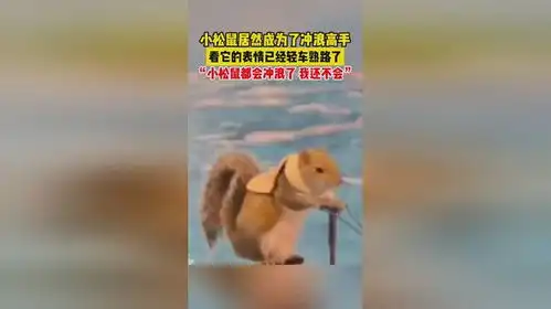  小松鼠居然成为了冲浪高手,看它的表情已经轻车熟路了,小松鼠都会冲浪了,我还不会