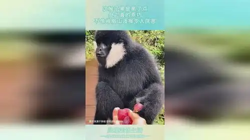  这猴子黑是黑了点,但它真的乖巧,不像峨眉山泼猴令人厌恶