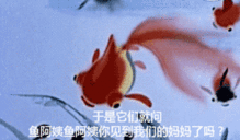  抖音小蝌蚪找妈妈表情包大全
