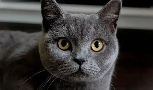  蓝猫生活写实,你心中的蓝猫是什么模样