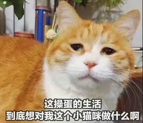  主人你为什么要在米缸拉屎猫你敢说这不是猫砂盆
