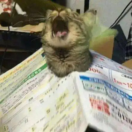  猫咪爱捣乱,于是铲屎官给猫咪套了张报纸