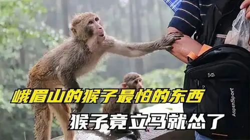  峨眉山的猴子最怕的东西,一旦拿出来,猴子竟立马就怂了