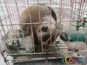  四不像蜂猴猴面鹰你们别怕警民合力来救助