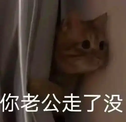 你老公走了吗猫猫表情包你老婆走了吗猫咪表情包