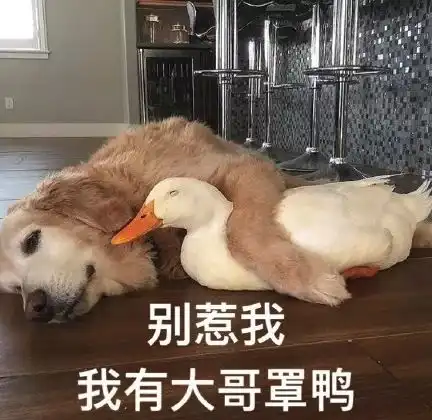  请问它们是沙雕精吗