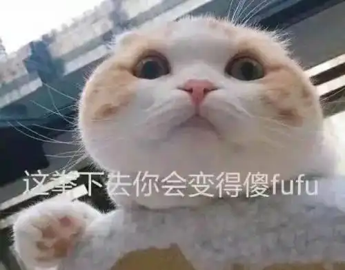  怀孕能不能养猫怀孕了就要把猫丢掉