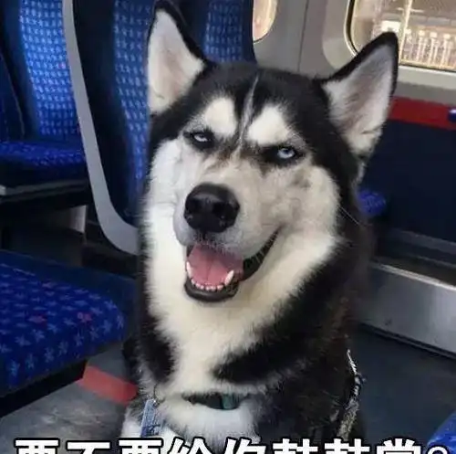  网友带二哈上朋友家做客,半个小时后,主人欲哭无泪
