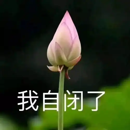  头像心动就是从期待你的打扰开始