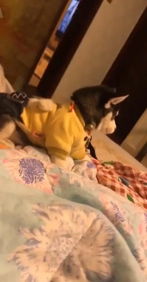  主人让哈士奇离开床,二哈听后转头盯着主人看,表情足以让人笑喷