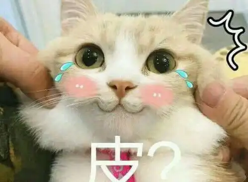  养猫咪可能并不是那么幸福,想养猫的最好进来看看,决定好再养