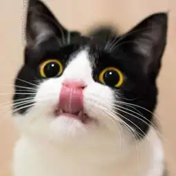  小萌猫表情包