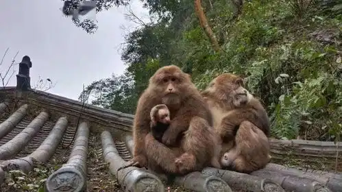 峨眉山灵猴添丁增口,这样的萌猴你爱了吗