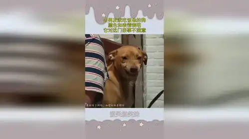  去男友家吃饭他的狗,颜色和表情表明,它对这门亲事不满意